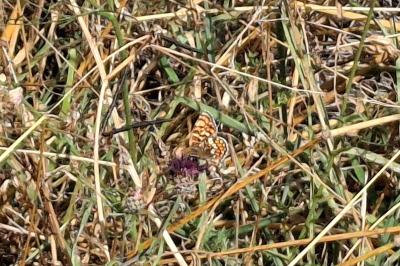 Melitaea phoebe