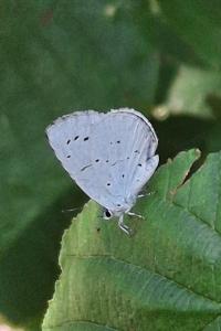 Celastrina argiolus