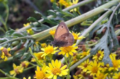 Coenonympha pamphilus
