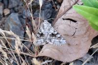 Hecatera bicolorata