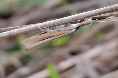 Agriphila selasella