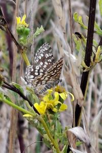 Chiasmia clathrata