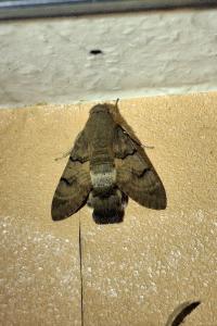 Macroglossum stellatarum
