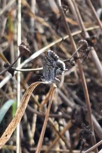 Cacyreus marshalli