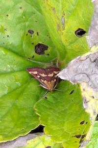 Pyrausta purpuralis