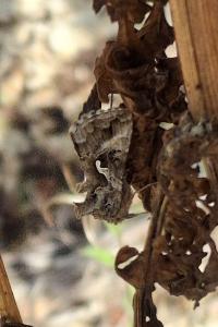 Autographa gamma