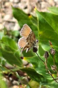 Cacyreus marshalli