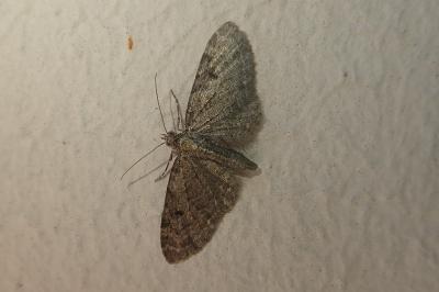 Eupithecia virgaureata