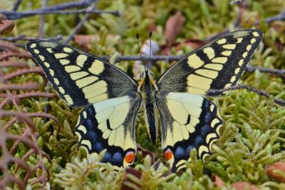 Papilio machaon