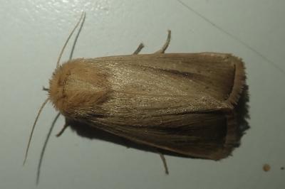 Sesamia nonagrioides