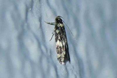 Oegoconia caradjai