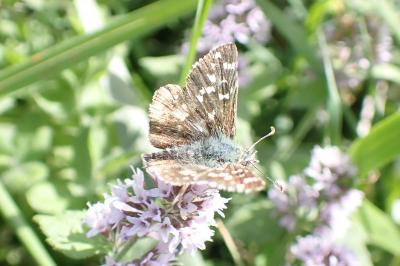 Pyrgus armoricanus
