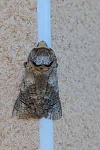 Cossus cossus