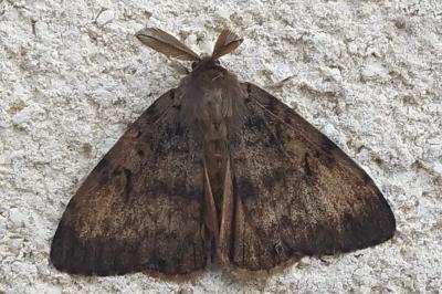 Lymantria dispar
