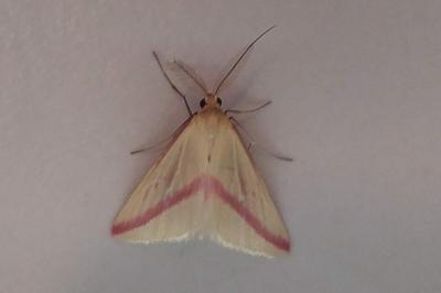 Rhodometra sacraria