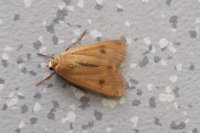 Noctua pronuba