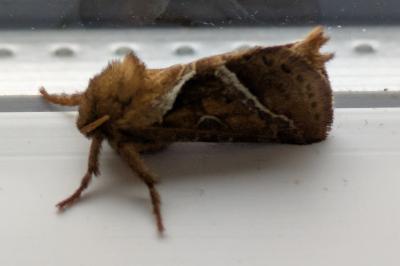 Triodia sylvina
