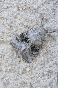 Hecatera bicolorata