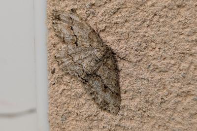 Peribatodes rhomboidaria
