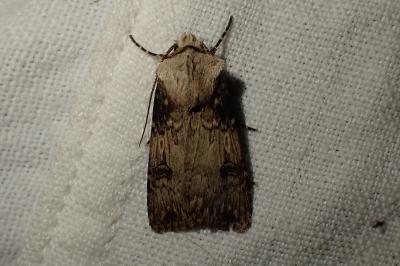 Agrotis puta