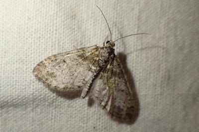Lobophora halterata