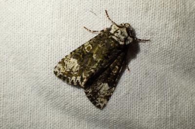 Craniophora ligustri