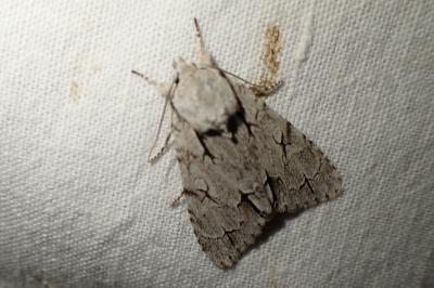 Acronicta tridens/psi
