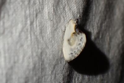 Cilix