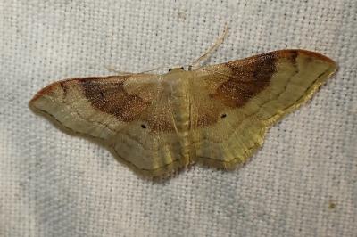 Idaea degeneraria