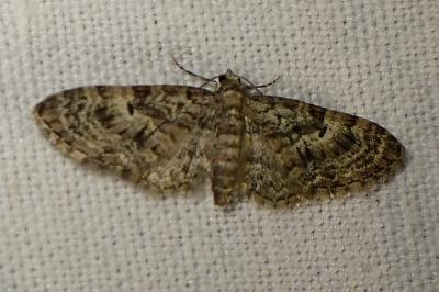 Eupithecia dodoneata