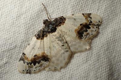 Ligdia adustata