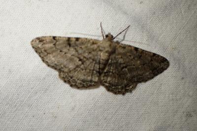 Peribatodes rhomboidaria