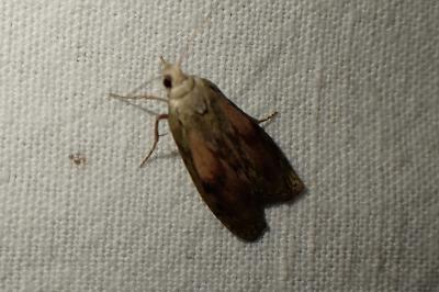 Aphomia sociella