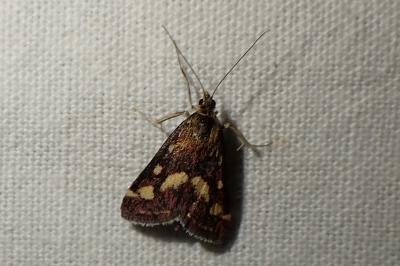 Pyrausta purpuralis