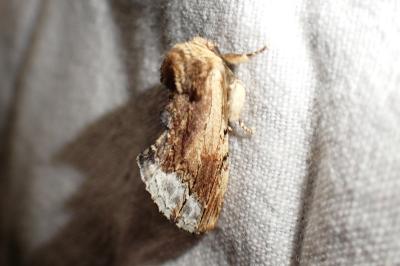 Ptilodon cucullina