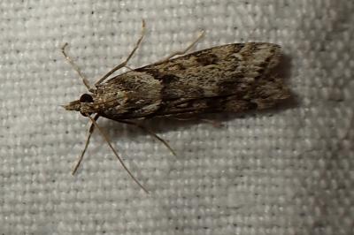 Eudonia angustea