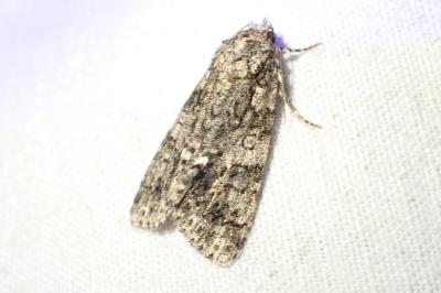 Acronicta rumicis