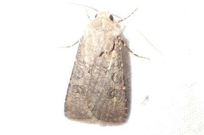 Agrotis segetum
