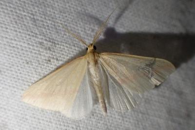 Rhodometra sacraria