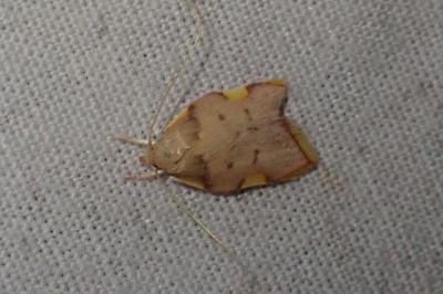 Carcina quercana