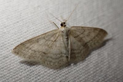 Idaea subsericeata