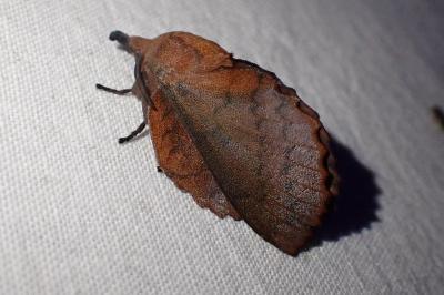 Gastropacha quercifolia