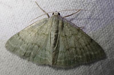 Pseudoterpna pruinata