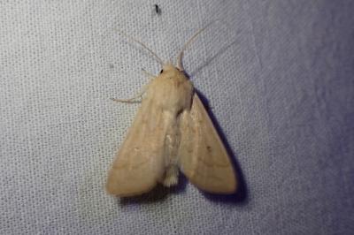 Mythimna vitellina