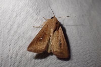 Mythimna albipuncta