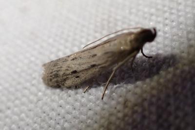 Phycitodes