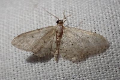 Idaea seriata
