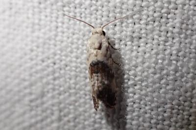 Cochylis