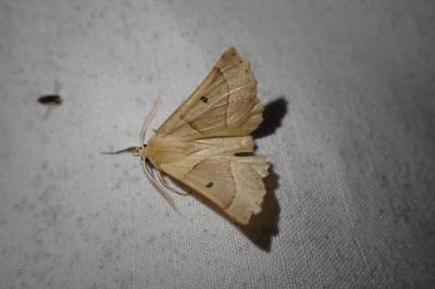 Crocallis elinguaria