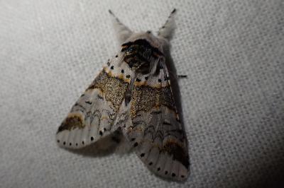 Furcula furcula